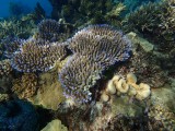 Great Barrier Reef