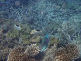 Great Barrier Reef