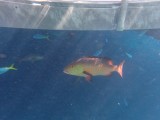 Great Barrier Reef