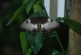 Vlindertuin