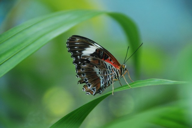 Vlindertuin