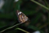 Vlindertuin
