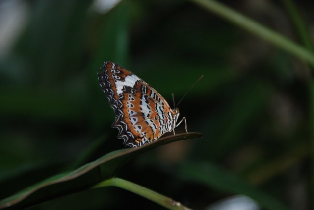 Vlindertuin