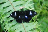 Vlindertuin