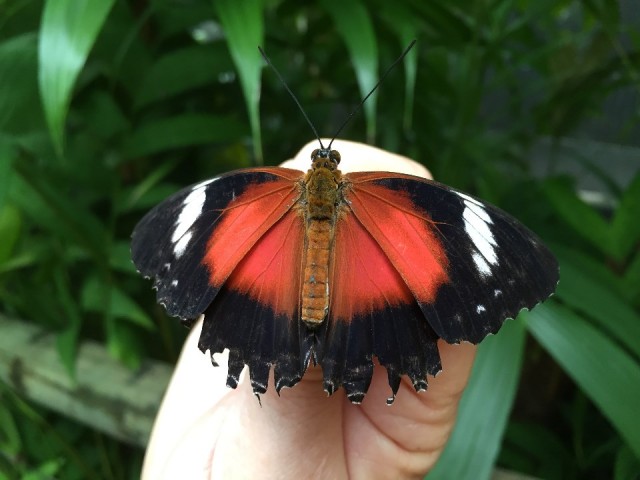 Vlindertuin