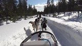 Husky safari