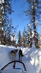 Husky Safari