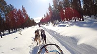 Husky Safari