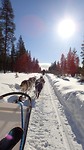 Husky Safari