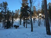 Huisje met veel sneeuw