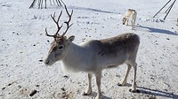Rudolf 2