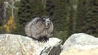 marmot