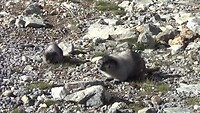marmotten