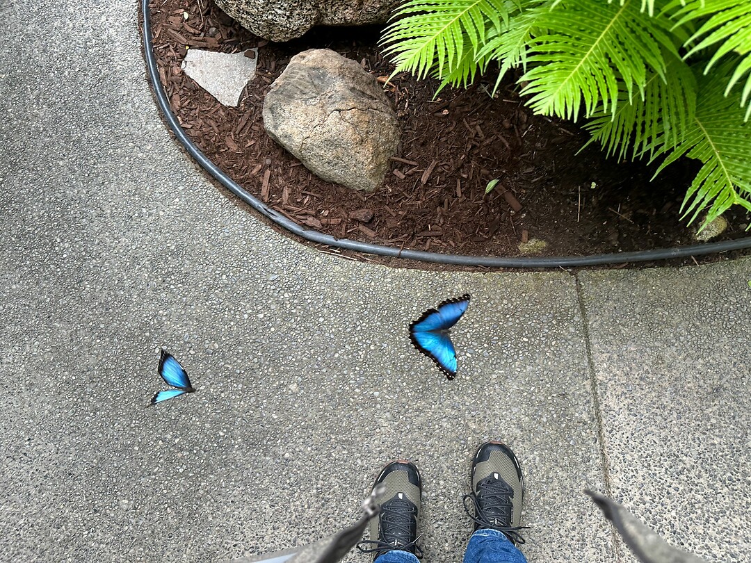 Vlindertuin in Coombs