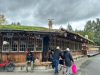 Geiten op het dak