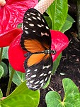 Vlindertuin in Coombs