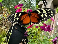 Vlindertuin in Coombs