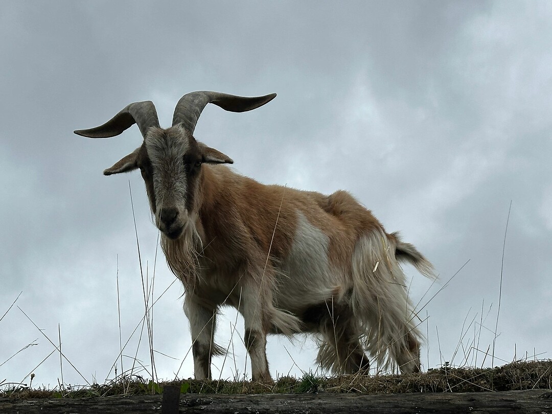 Geit om het dak