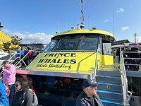 Prince of Whales Whale Watching
