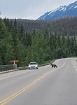 grizzly