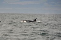 DSC_0463 (2)