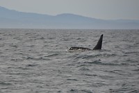 DSC_0471 (2)