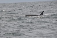 DSC_0487 (2)