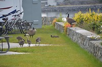 DSC_0554 (2)