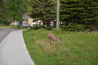 DSC_0929 (2)