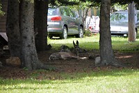 DSC_0945 (2)