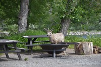 DSC_0952 (2)