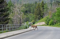 DSC_0916 (2)