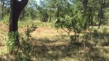Een olifant in Liwonde National Park