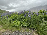 IMG_2339