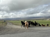IMG_2397