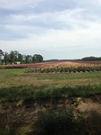 IMG_3991
