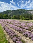 IMG_3732
