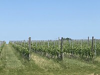 IMG_9239