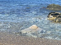 IMG_9588