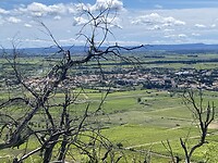 IMG_9858
