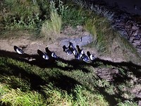Blauwe dwerg pinguin
