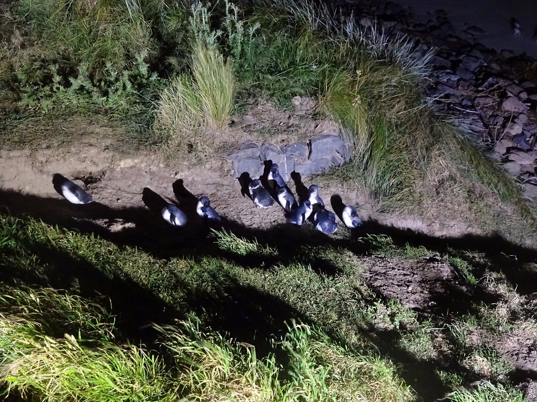 Blauwe dwerg pinguin