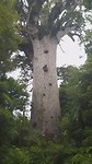 Kauri boom