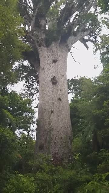 Kauri boom