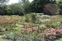 Auckland010