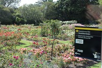 Auckland011