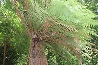 Auckland015