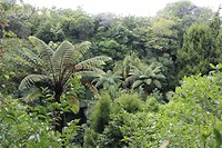 Auckland018