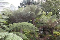 Auckland019
