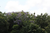 Auckland020